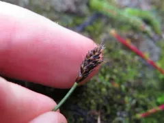 Anderson Sedge thumbnail 3