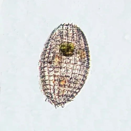 Coleps hirtus