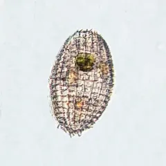 Coleps hirtus thumbnail 1