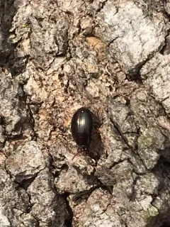 Platydema excavata thumbnail 2