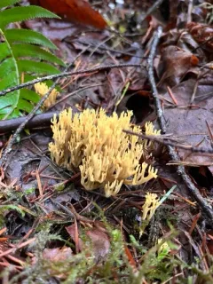 Phaeoclavulina myceliosa thumbnail 1
