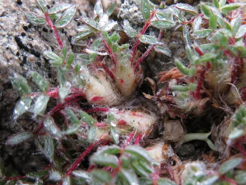 Oxytropis bryophila