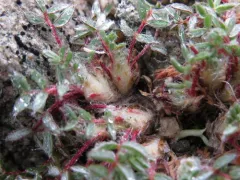 Oxytropis bryophila thumbnail 1