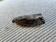 Eucosma kokana thumbnail 1