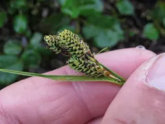 goosegrass sedge thumbnail 2