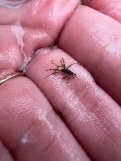 Trepobates inermis thumbnail 3