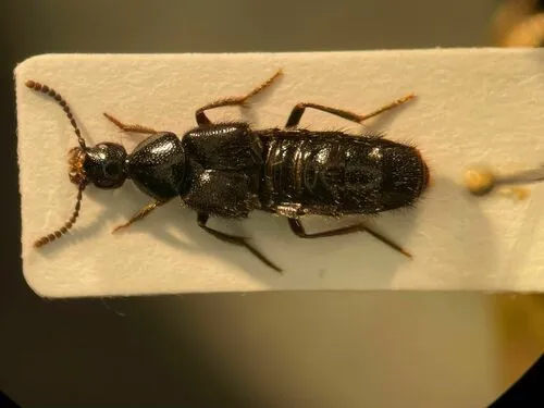 Tympanophorus puncticollis