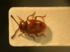 Danae testacea thumbnail 1