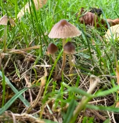 Yellow-edged Bonnet thumbnail 2