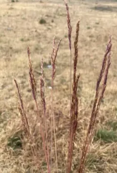 Confused Fescue thumbnail 2