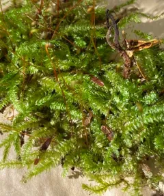 Steerecleus Moss thumbnail 4
