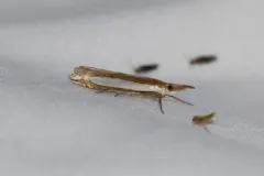 Sperry's Grass-veneer thumbnail 3