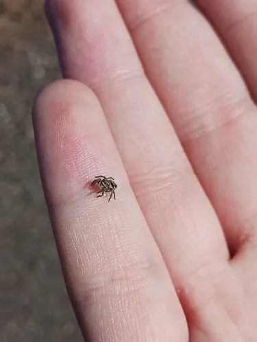 Habronattus festus