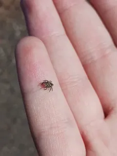 Habronattus festus thumbnail 1