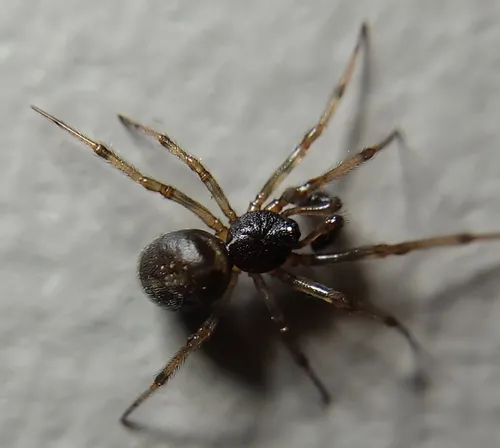 Rabbit Hutch Spider