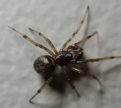 Rabbit Hutch Spider thumbnail 1