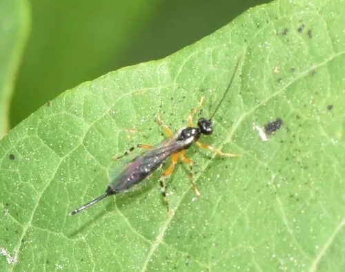 Zaglyptus varipes