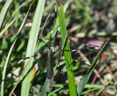 Western Phantom Crane Fly thumbnail 2