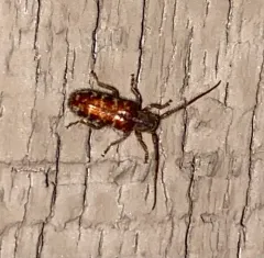 Tomentous Longhorned Beetle thumbnail 4