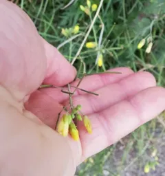 Perennial Wall-rocket thumbnail 4