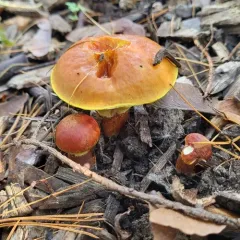 Larch Suillus thumbnail 3