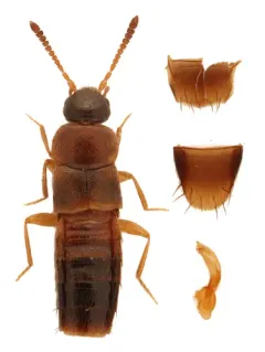 Mocyta luteola thumbnail 1