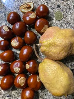 yellow buckeye thumbnail 3