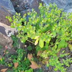 Sun spurge thumbnail 4