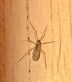 Erioptera parva thumbnail 4