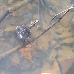 Wood Frog thumbnail 4