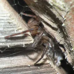 Segestria pacifica thumbnail 3