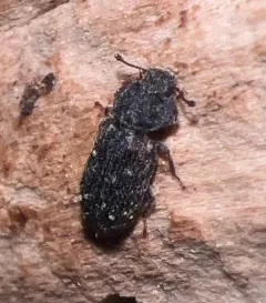 Namunaria pacifica thumbnail 3
