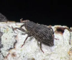 Sthereus horridus thumbnail 2