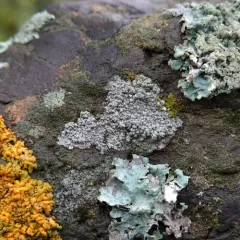 Rock Wart Lichen thumbnail 4