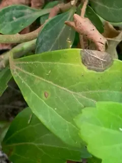 Boeremia hedericola thumbnail 4