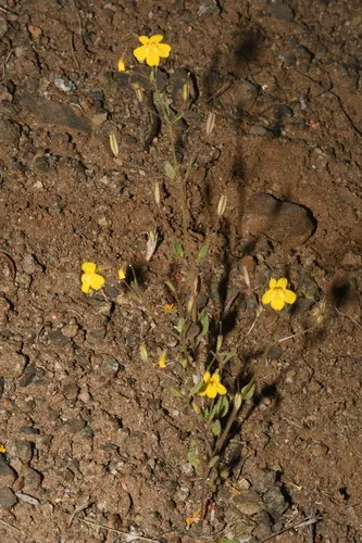 Washington monkeyflower