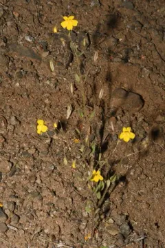 Washington monkeyflower thumbnail 1