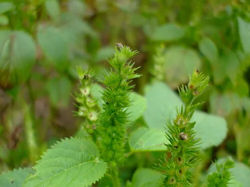 hornbeam copperleaf