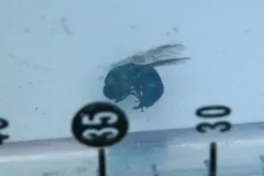 Chrysis nitidula thumbnail 3