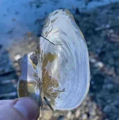 Western Floater thumbnail 3