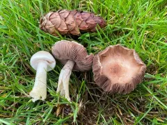 mini mushroom thumbnail 2