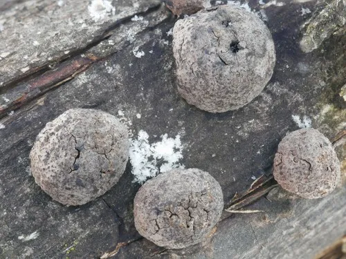 Hypoxylon howeanum