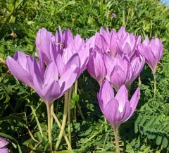 Autumn Crocus thumbnail 4
