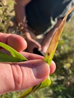 Cerodontha incisa thumbnail 2