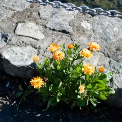 pot marigold thumbnail 3