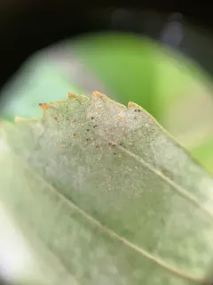 Phyllactinia betulae thumbnail 2