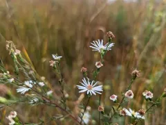 Bushy Aster thumbnail 1