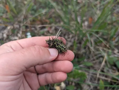 Lescur's Thelia Moss