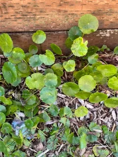 Whorled Pennywort thumbnail 2
