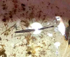 Hydrometra martini thumbnail 3